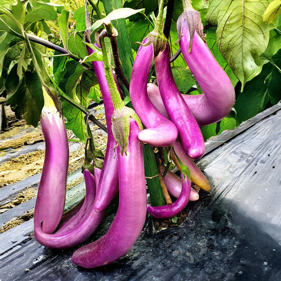 Baklažāns 'Ping Tung'